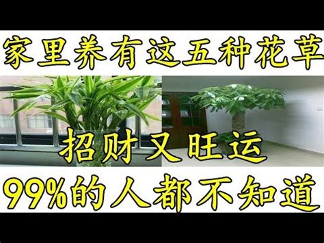 門口放竹子|大門口適合放什麼植物？風水師推薦發財樹、富貴竹、。